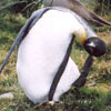 A King Penguin with a bad itch!